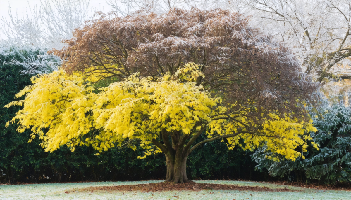découvrez pourquoi votre mimosa vire au brun et comment déterminer s'il a souffert du gel. conseils pour protéger et soigner votre plante après le froid.