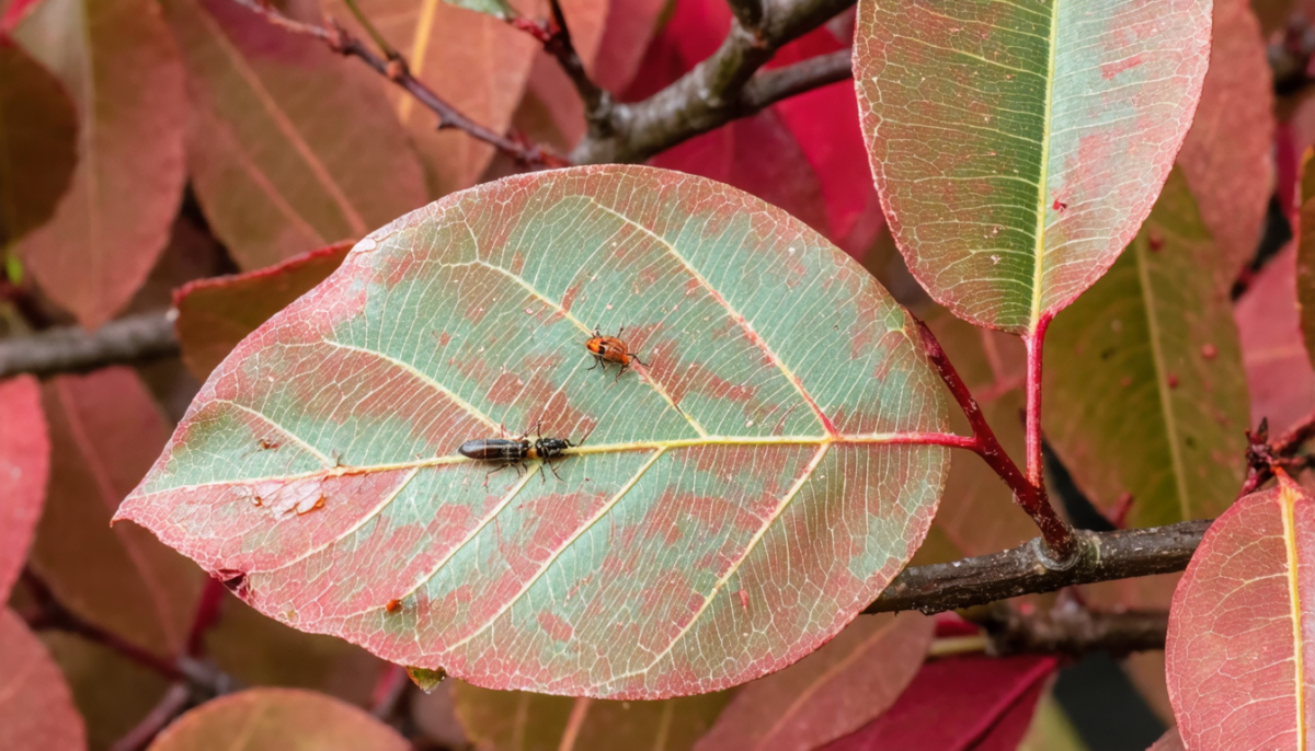 découvrez comment identifier et traiter efficacement les maladies et parasites qui endommagent les feuilles de votre photinia pour préserver sa santé et sa beauté.